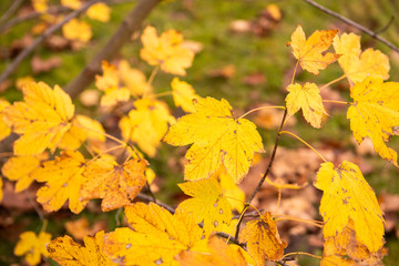 Beautiful view of forest at autumn