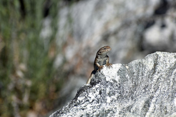 Lizard on a Rock