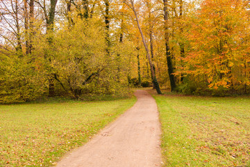 Fototapeta na wymiar Beautiful view of forest at autumn