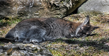 Bennett`s wallaby sleeping on the lawn. Latin name - Macropus rufogriseus © Mikhail Blajenov