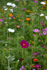 Colorful Wildflowers