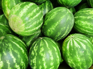 pile of fresh watermelon in the harvest season