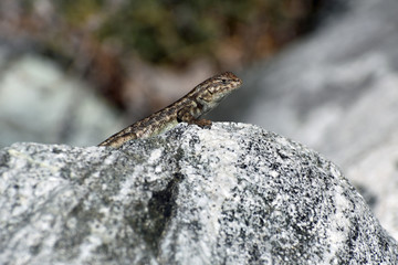 Lizard on a Rock