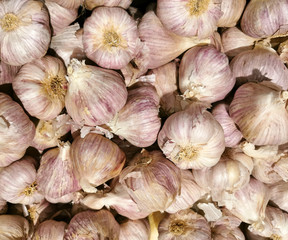 pile of fresh raw garlic in harvest season