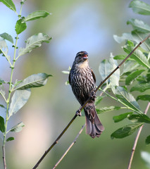 red wing blackbird on the tree branch