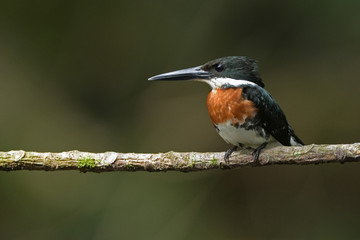 Green kingfisher sitting on branch