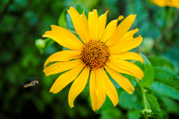 Yellow gazania in the garden with a wasp