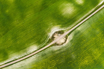 Aerial view of cypress trees.
