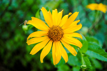 Yellow gazania in the garden with a wasp