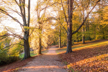 Autumn landscape: Park alley surrounded with yellow and green trees and fallen leaves. Sunlight comes through branches with colourful foliage on a warm sunny autumn day. Picturesque background