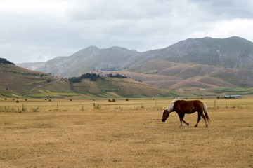 Wild horse with the village of Castelluccio di Norcia destroyed in the earthquake in the background. Apennines, Umbria, Italy