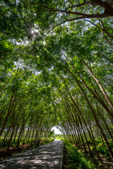 Fototapeta na wymiar Tree tunnel, walkway path with tunnel green trees in forest. Surat Thani, Thailand..