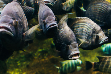 big gray Fish in the Aquarium