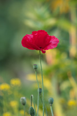 A red poppy flowers. A medicinal plant. The focus is soft, the background is blurred.