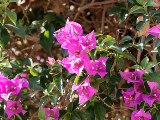 Fleurs roses de Bougainvillée ou bougainvillier (Bougainvillea spectabilis)