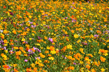 Colorful Wildflower Field
