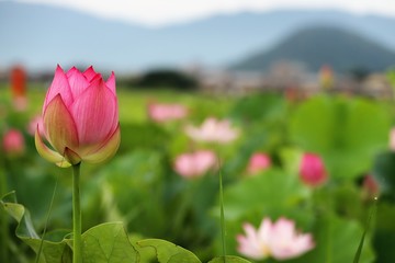 藤原京の蓮
