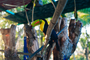 toukan colorful in zoo in mexico