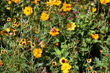 Wildflowers with Bees