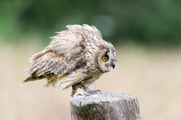 great horned owl