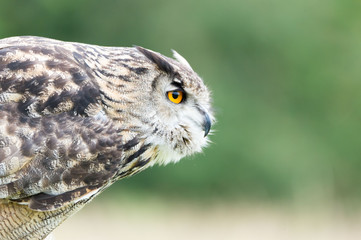great horned owl long eared is looking a prey