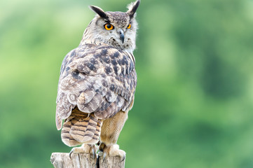 long eared owl on branch