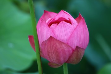 藤原京の蓮