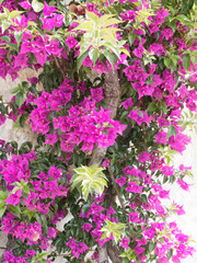 Bougainvillea spectabilis - Bougainvillée ou bougainvillier aux petites bractées roses