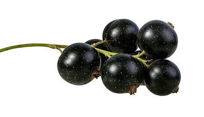 Fresh black-currants isolated on white background with clipping path