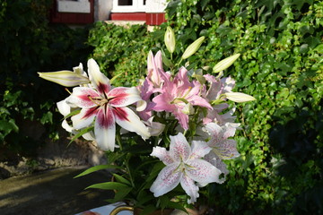 Bouquet de lys Lavon, Joséphine et Extravaganza © Frederic.M