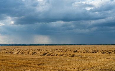Fototapeta premium the cut straw in straight rows lies on a Golden field against the background of rain clouds