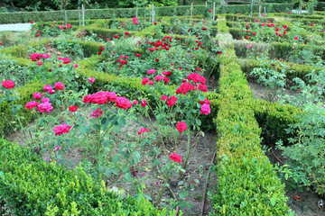 Field of pink roses in a romanian park