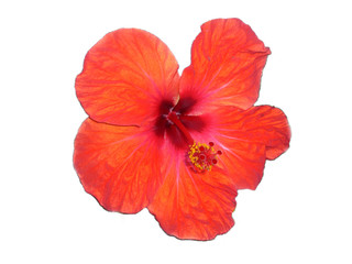 Hibiscus rosa-sinensis - red isolated on white background