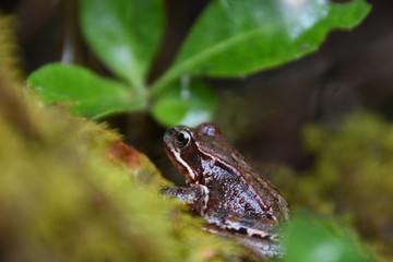 Wet frog
