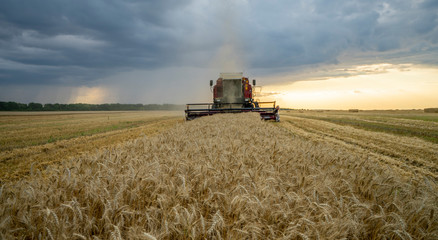 Obraz premium harvester removes wheat field on the background of the sunset cloudy sky