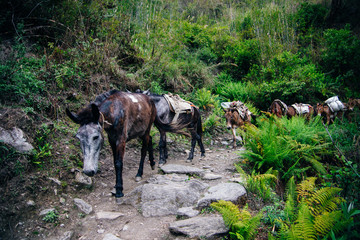 Donkey Laden With Load Against