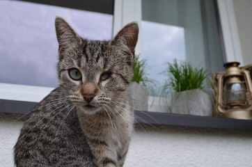 süße Katze mit einem Auge schaut in die Kamera