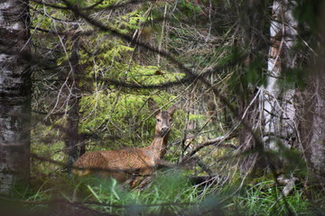 Deer in Norway