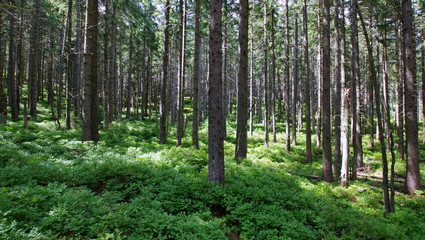 Fototapeta na wymiar Green european forest