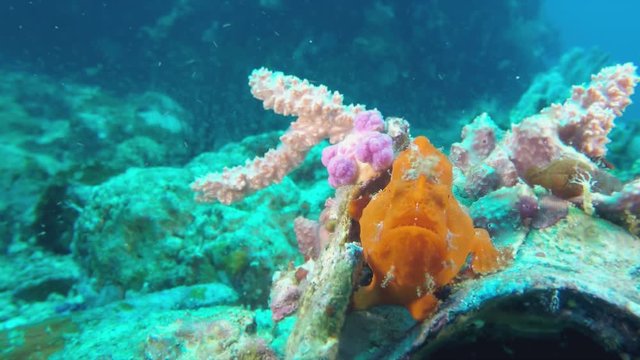 Underwater Macro Closeup Of Colorful & Camouflaged Angry & Grumpy Looking Orange Frog Fish On Coral At Malapascua Island Cebu Visayan Sea Philippines