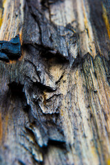 burned timber 
