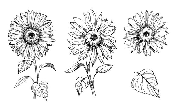 Sketch of sunflower. Hand drawn outline converted to vector.