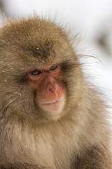 Portrait eines Japanmakaken