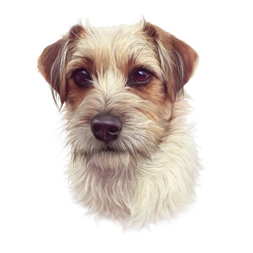Portrait of cute puppy isolated on white background. Close Up White And Red Young Rough Coated Jack Russell Terrier Dog. Animal art collection: Dogs. Design template. Good for print T-shirt, pillow