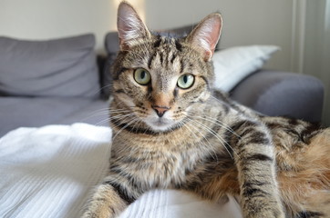 süßer Kater liegt auf dem Sofa und schaut in die Kamera