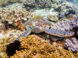 Fototapeta na wymiar A Green Sea Turtle resting on a coral reef in Bohol, Philippines