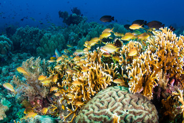Tropical fish around a colorful, healthy coral reef in the Coral Triangle (Philippines) © whitcomberd