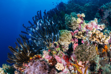 Fototapeta na wymiar Beautifully colored Crinoids and soft corals on a thriving coral reef in the Philippines