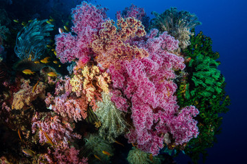 Tropical fish and corals on a beautiful tropical coral reef in Bohol, Philippines