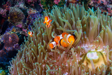 Plakat A family of Clownfish (Amphiprion ocellaris) in their host anemone on a tropical coral reef in Asia